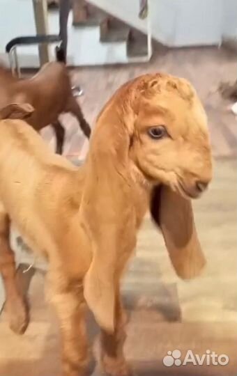 Козлята камори