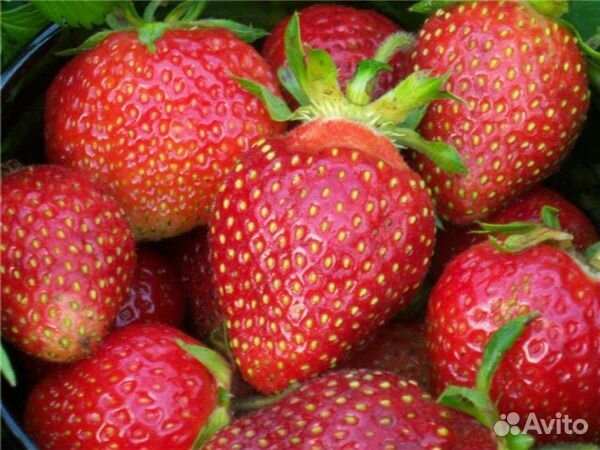 Рассада клубники