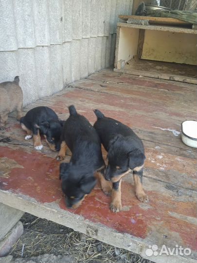 Щенок ягдтерьер