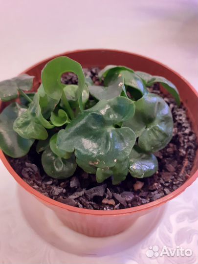 Филодендрон 