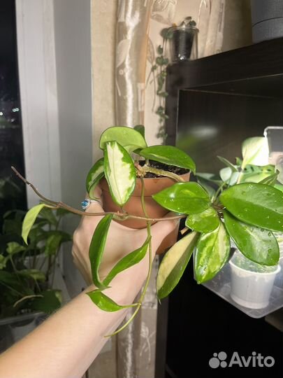 Хойя Карноза триколор