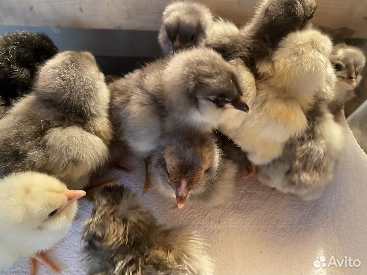 Амероукана цыплята суточные