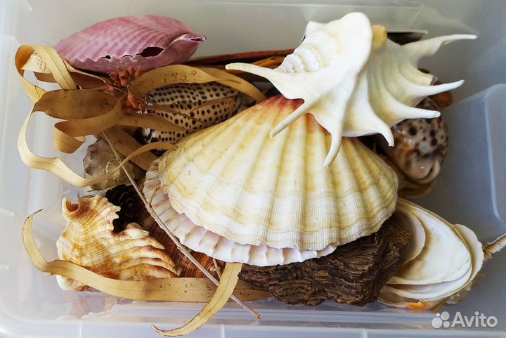 Морские раковины для дизайна интерьера