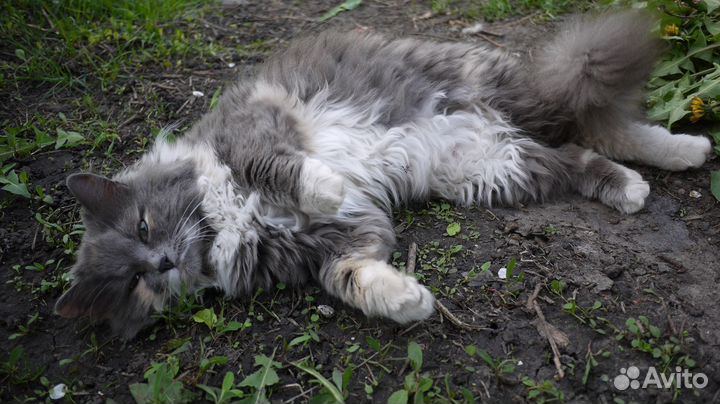 Кошки в добрые руки