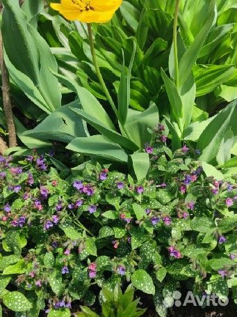 Почвопокровные растения