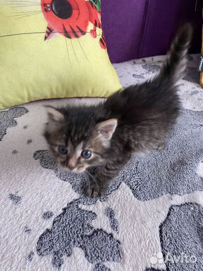 Котенок (кошечка) пушистая
