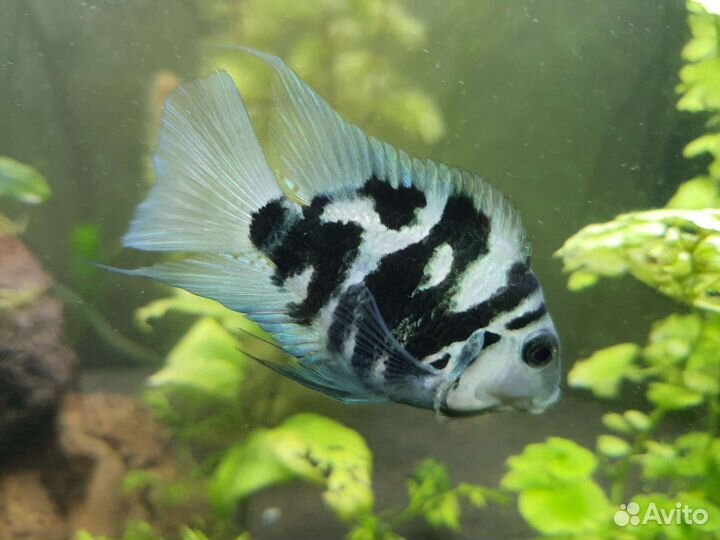 Рыбка сапфировый попугай