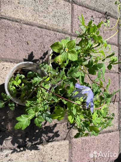 Клематисы княжики