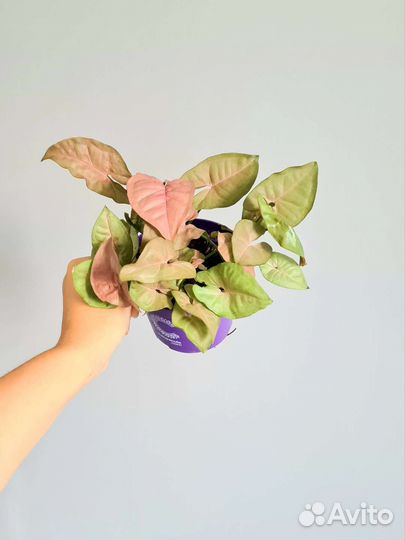 Сингониум Пинк Неон