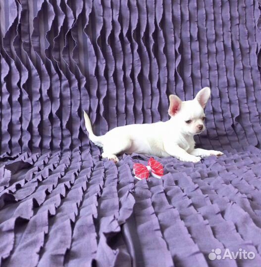 Чихуахуа девочка