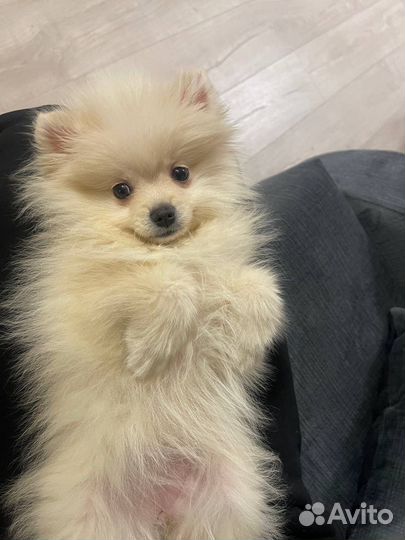 Продам померанского шпица