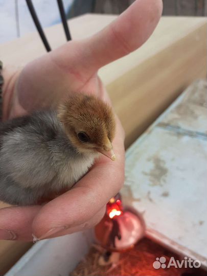 Цыплята испанская голошейка