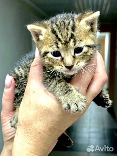 Котятки лапуси