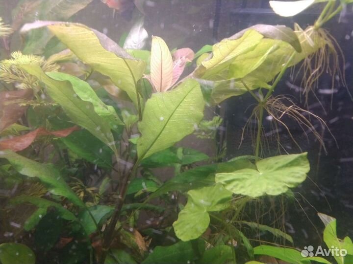 Аквариумные растения прополка