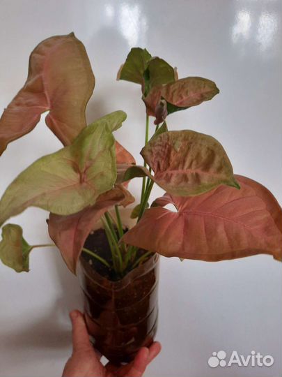 Синг неон, н джой, потос, эпипремнум пиннатум вайт