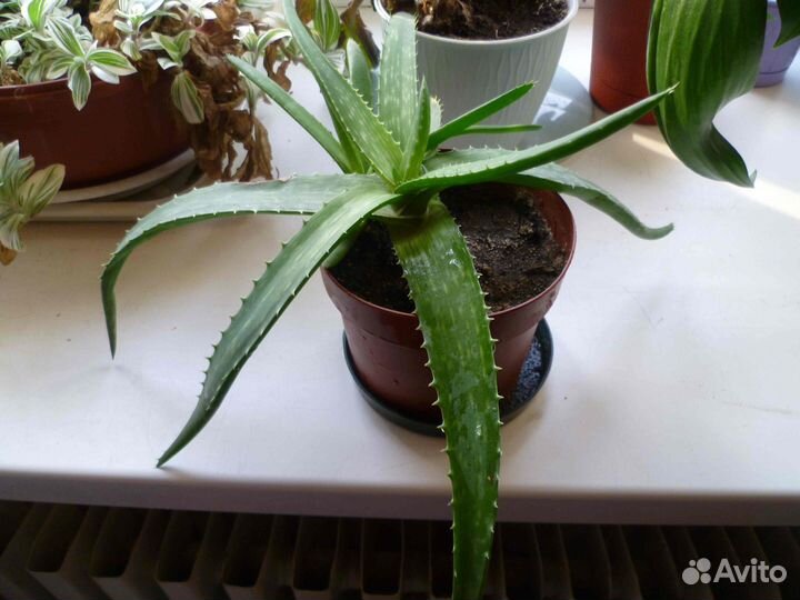 Алоэ Макулата