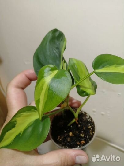 Филодендроны