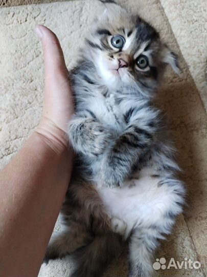 Любимые котята любимым хозяевам