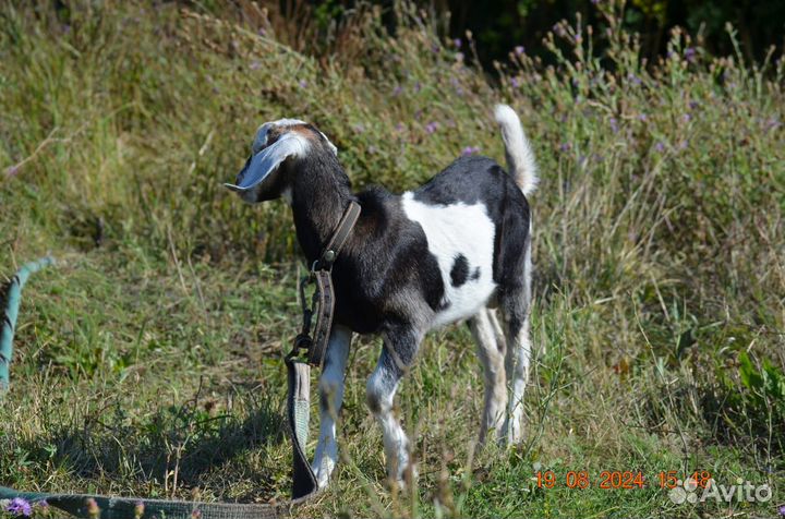 Нубийский козел