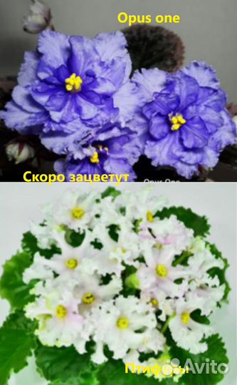 Фиалки и стрептокарпусы