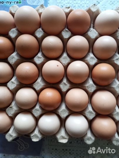 Яйцо домашнее