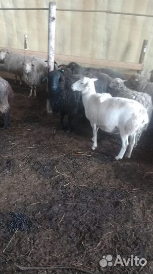 Овцематки и ягнята