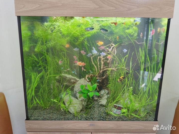 Профессиональная чистка аквариума