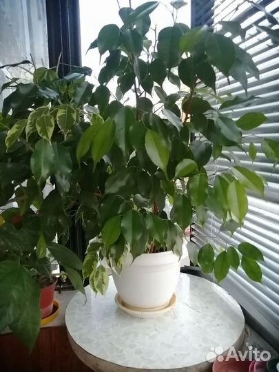 Фикус бенджамина