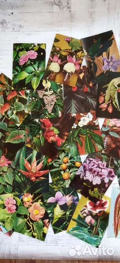 Тюльпаны, книга, открытки о цветах (СССР)