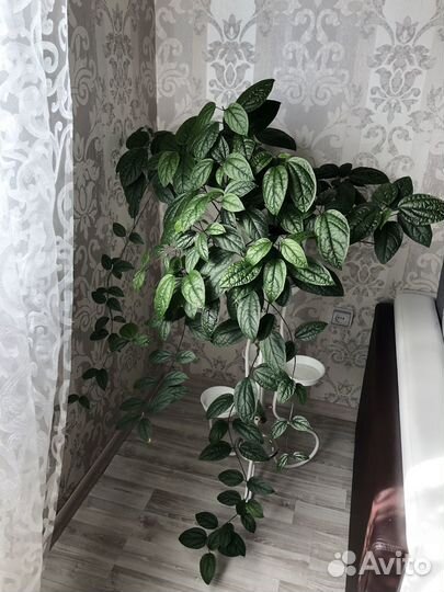 Бегония, Клеродендрум