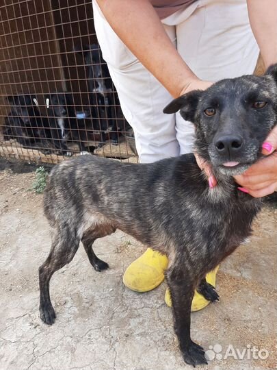 Маленькая собака в дар