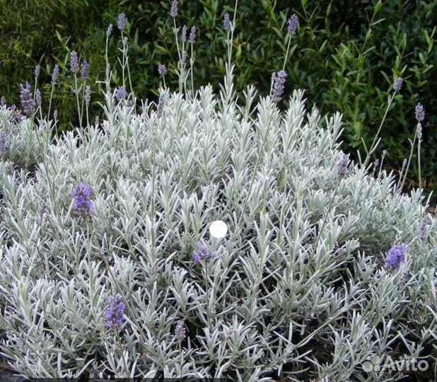 Саженцы лаванды