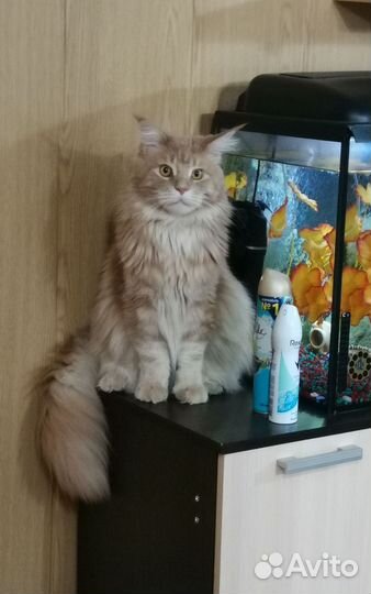 Кот мейн-кун вязка