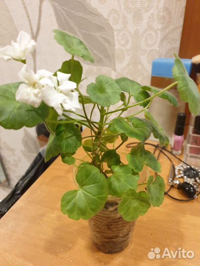 Пеларгония белая