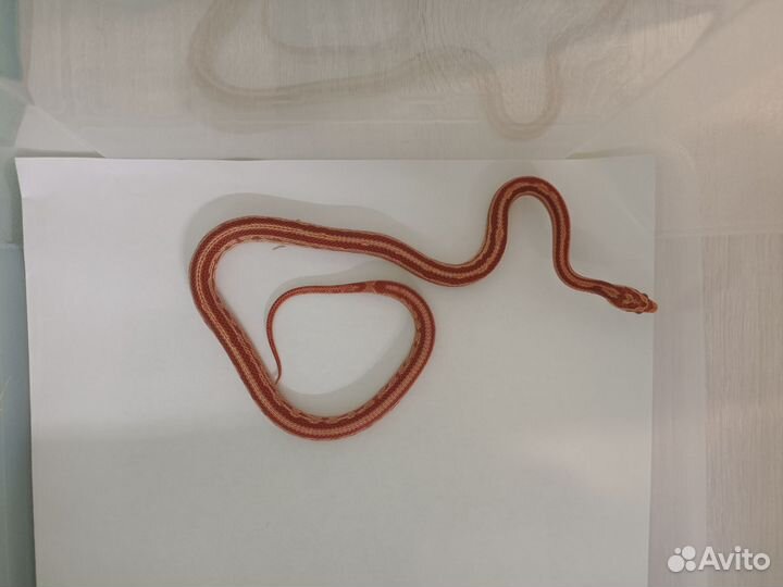 Маисовый полоз