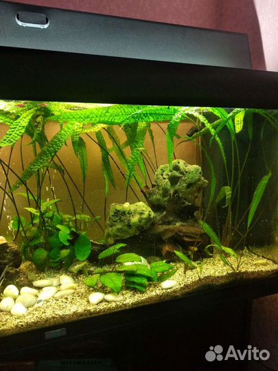 Аквариум