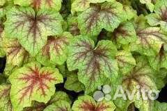 Растения для сада с зкс