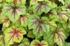 Растения для сада с зкс