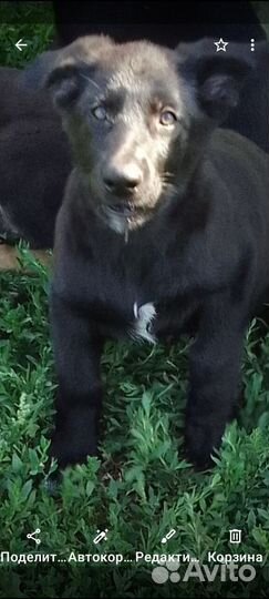 Продам щенка