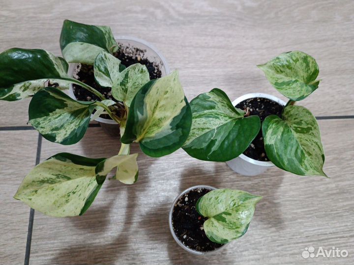 Сциндапсусы, эпипремнумы