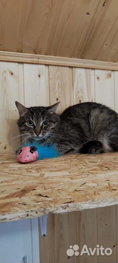 Котик полосатый бесплатно