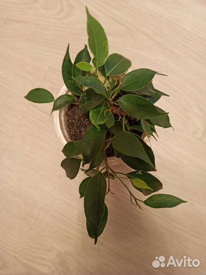 Фикус бенджамина