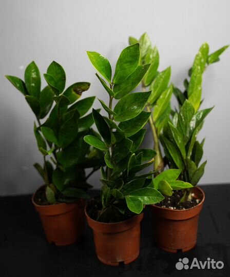 Замиокулькас Замифолия - стильное растение