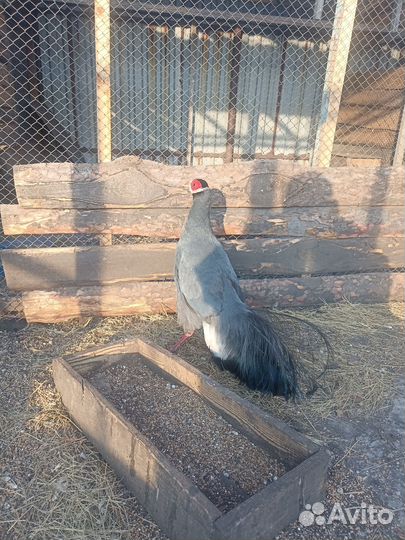 Синий ушастый, красный, лимонный фазан