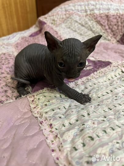 Канадский сфинкс котенок