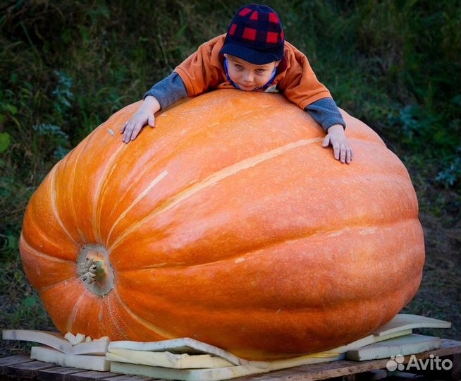 Семена Гигантских Тыкв.Огромные тыквы.Атлантик