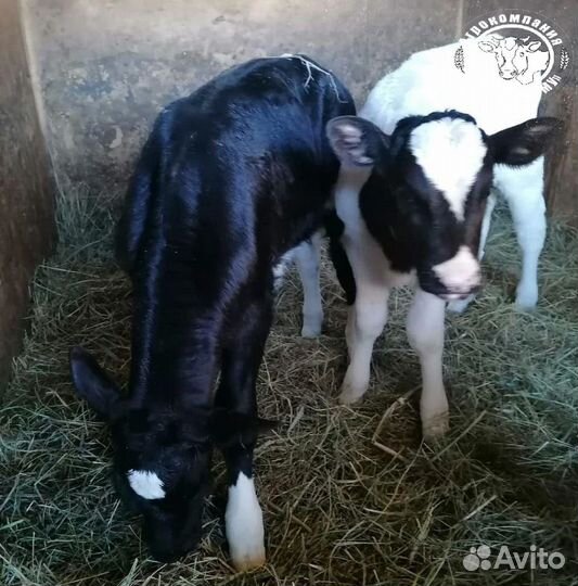 Телята Бычки