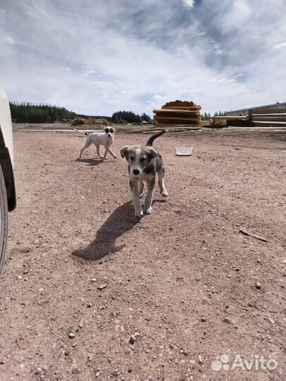 Друг человека