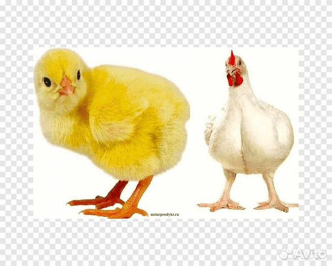 Цыплята бройлеры суточные и подрощенные