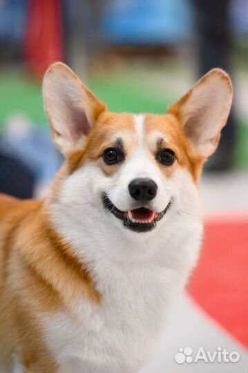 Вязка вельш-корги пемброк